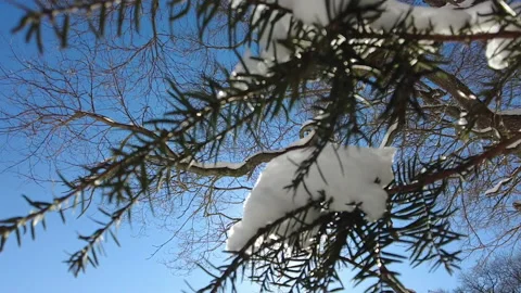 SNOW COVERED NEEDLES Video stock 187761849
