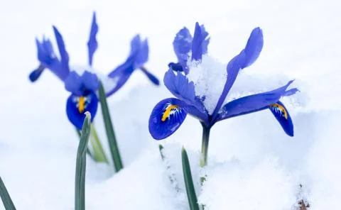 Snow-covered Netted Iris (Iris reticulata) flowers Stock Photos