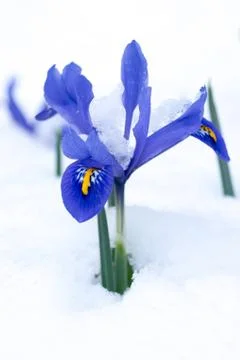 Snow-covered Netted Iris (Iris reticulata) flowers Stock Photos