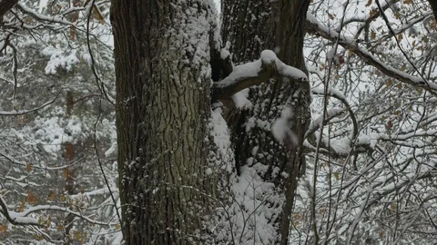 Snow covered oak tree. View from bottom to top. Stock Footage 121502426