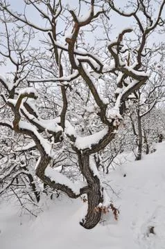 Snow covered old tree Stock Photos