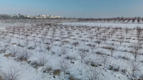 Snow-covered orchard landscape with rows of bare trees, transitioning from a Stock Footage 332723890