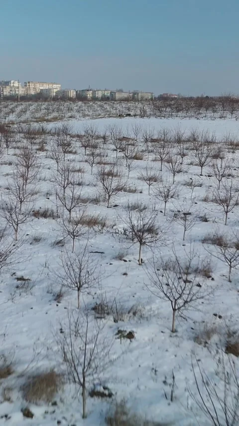 Snow-covered orchard landscape with rows of bare trees and distant buildings Stock Footage 339299979