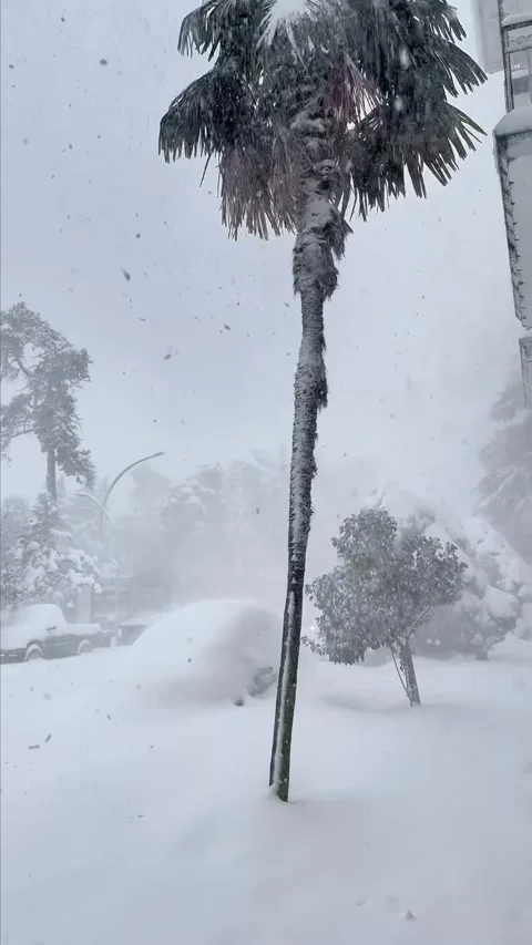 Snow covered palm tree during winter snowfall unusual weather phenomenon Stock Footage 319146030