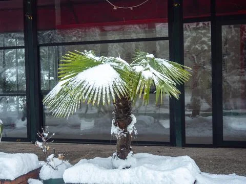 Snow-covered palm trees of the Black Sea coast. Palm leaves in the snow. Stock Photos