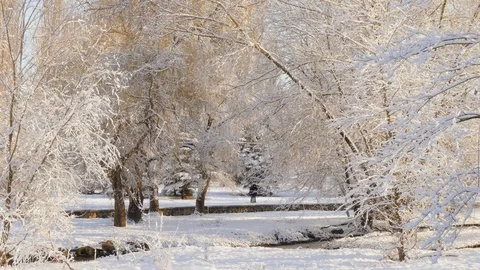 In the snow-covered park, behind the trees, two people met Stock Footage 83322901