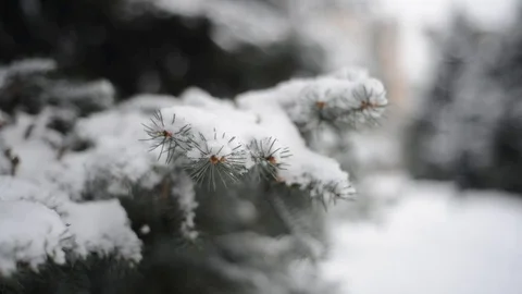 Snow covered park - focus move Stock Footage 70790759