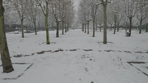 Snow Covered Park Pathway Between Rows of Trees at Winter Day Vídeos de archivo 336546060