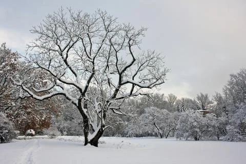Snow-covered park Stock Photos