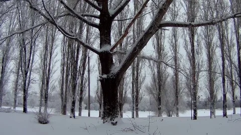 Snow-covered park with a tree Stock Footage