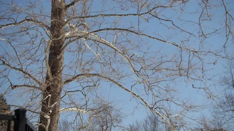 Snow covered park in the winter. Stock Footage 171689287