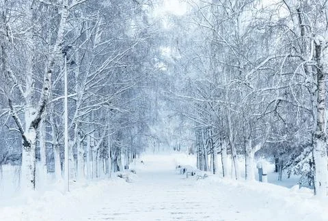 A snow-covered path among tree branches in a winter park. An atmospheric wi.. Stock Photos
