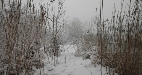 Snow-covered path between the reeds, 4K slomo Stock Footage 168906867