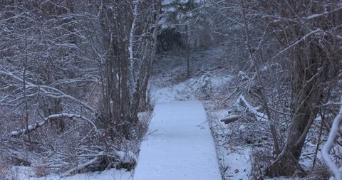 Snow Covered Path During a Light Snowfall Stock Footage 100789218