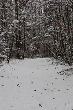 Snow covered path entering forest with fallen leaves Stock Photos