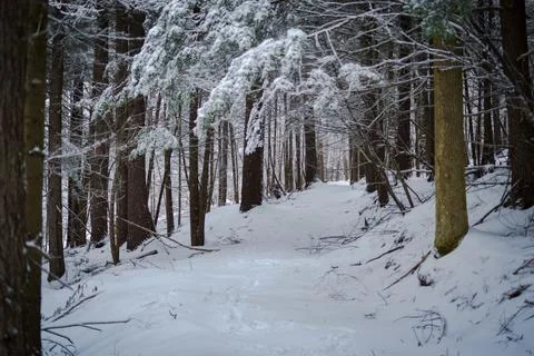 The snow covered path in the forest after the snowstorm. Stock Photos