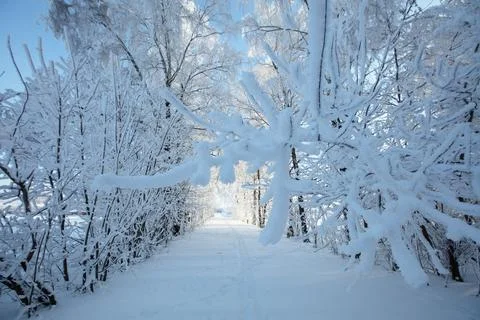 Snow-covered path in a forest with trees lined by frost on a bright winter .. Stock Photos