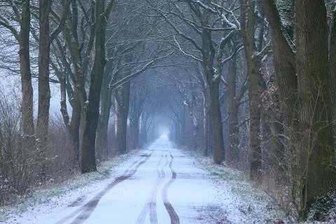 Snow-covered path, tall trees on both sides and tire tracks in the snow Stock Photos