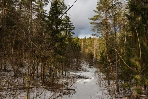 Snow Covered Path Through a Winter Forest with Sunlight and Pines Stock Photos