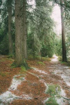 Snow-covered path in the winter spruce forest Stock Photos