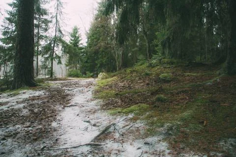 Snow-covered path in the winter spruce forest Stock Photos