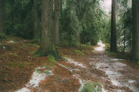 Snow-covered path in the winter spruce forest. spruce branch in the ice Stock Photos