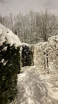 Snow-covered pathway between tall evergreen hedges leading into a winter Stock Photos