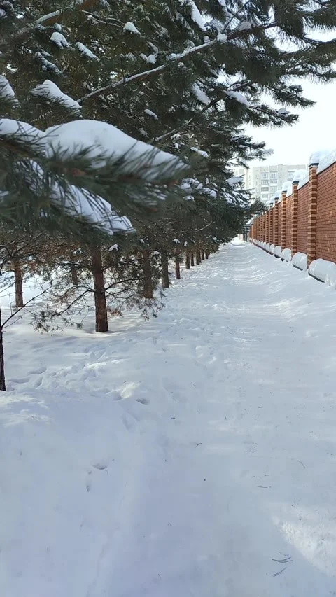 Snow-covered pathway bordered by evergreen trees and a wooden fence, leading Stock Footage 338287776