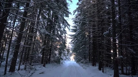 Snow-covered pathway in serene forest during winter sunlight at midday. Winte Video stock 293231225