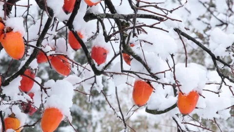 Snow-Covered Persimmon Tree Stock Footage 333162555