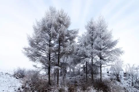 Snow-covered Stock Photos