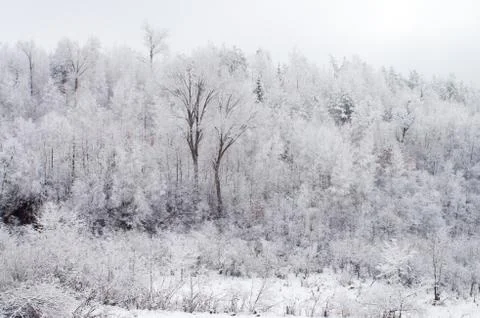 Snow-covered Foto stock
