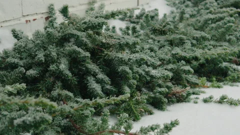 Snow covered pine and juniper bush by house sidewalk Stock Footage 302315476