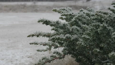 Snow covered pine and juniper bush by field Stock Footage 302315502