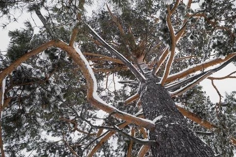 Snow covered pine. Bottom up view. Natural lighting Stock Photos