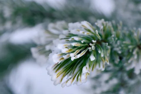 Snow-covered pine branch. The background is blurred. Stock Photos