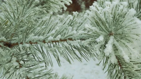 Snow-covered pine branch close-up. beautiful tree covered with fresh snow. Stock Footage 144037614