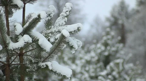 Snow-covered pine branch Stock Footage 46631522