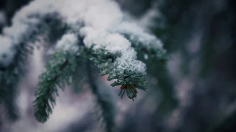 A snow covered pine branch Stock Footage 83325326