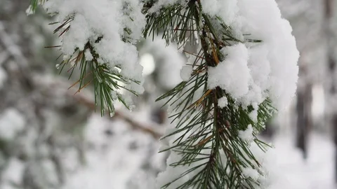 Snow covered pine branch Stock Footage 122999783