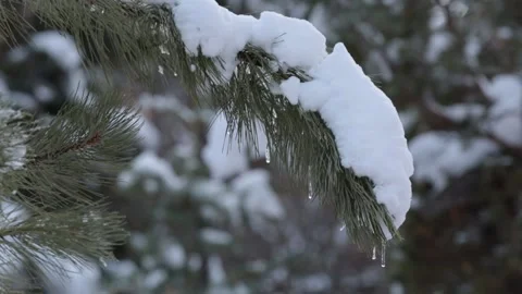 Snow covered pine branch with icicles Stock Footage 152001512