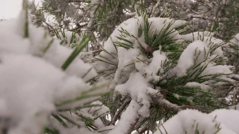 A snow-covered pine branch moves away from the camera. Pine branch in the forest Stock Footage 129415909