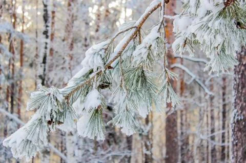 Snow covered pine branch Stock Photos