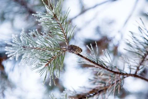 Snow-covered pine branch with a pine cone in the winter Stock Photos