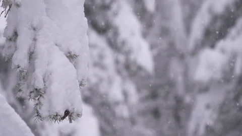 Snow covered pine branch with snowfall in background Slow motion Stock Footage 254810574