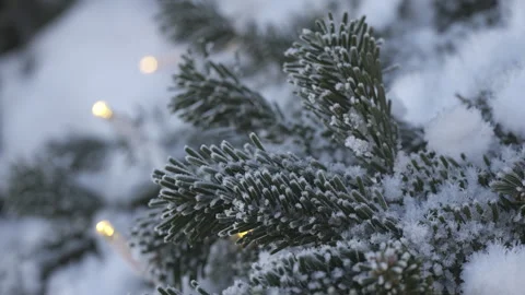 Snow-covered pine branch in winter with Christmas lights in the background 스톡 동영상 295292973