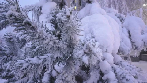 Snow covered pine branches in 4K Stock Footage 139799518