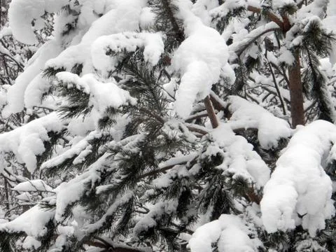 Snow-covered pine branches on an abstract black and white background Foto stock