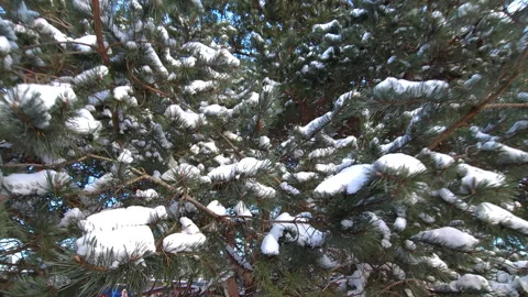 Snow-covered pine branches against blue sky Stock Footage 269965962
