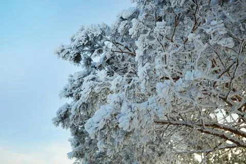 Snow-covered pine branches are decorated with fresh frost on the background.. Stock Photos